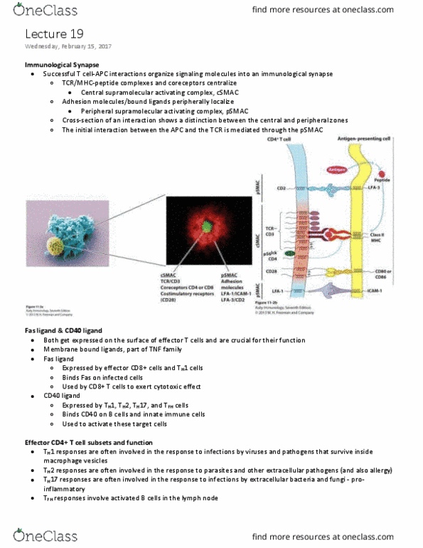 MIMM 214 Lecture Notes - Lecture 19: Fas Ligand, Proinflammatory Cytokine, T Helper Cell thumbnail