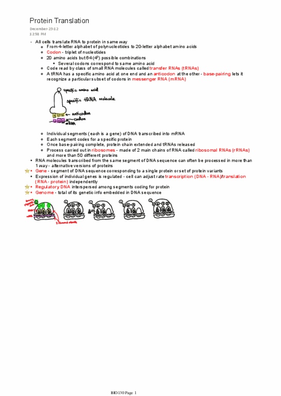 BIO130H1 Lecture Notes - Genetic Code, Transfer Rna thumbnail