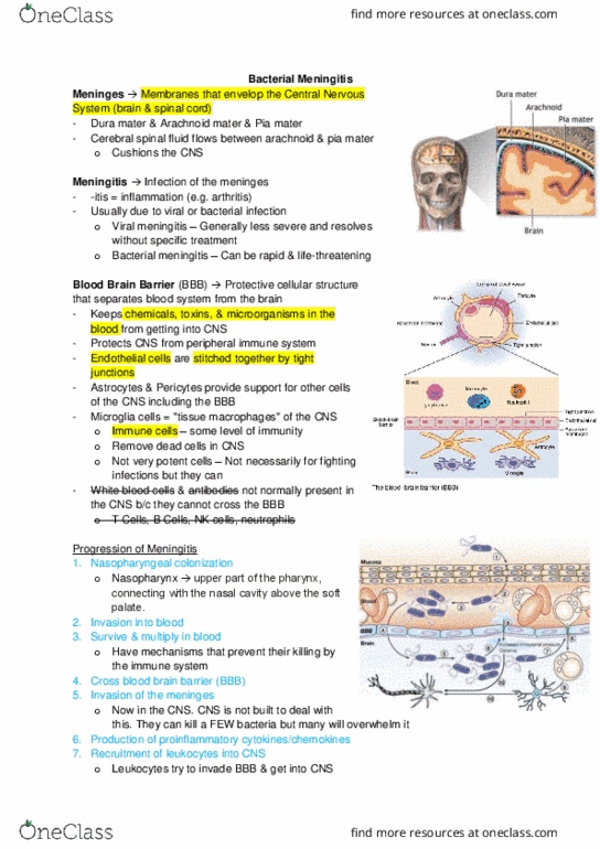 Microbiology and Immunology 2500A/B Lecture Notes - Lecture 13: Meningitis, Viral Meningitis, Cerebrospinal Fluid thumbnail