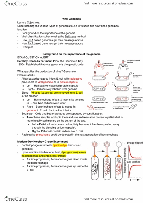 Microbiology and Immunology 2500A/B Lecture Notes - Lecture 24: Reoviridae, Hepadnaviridae, Paramyxoviridae thumbnail