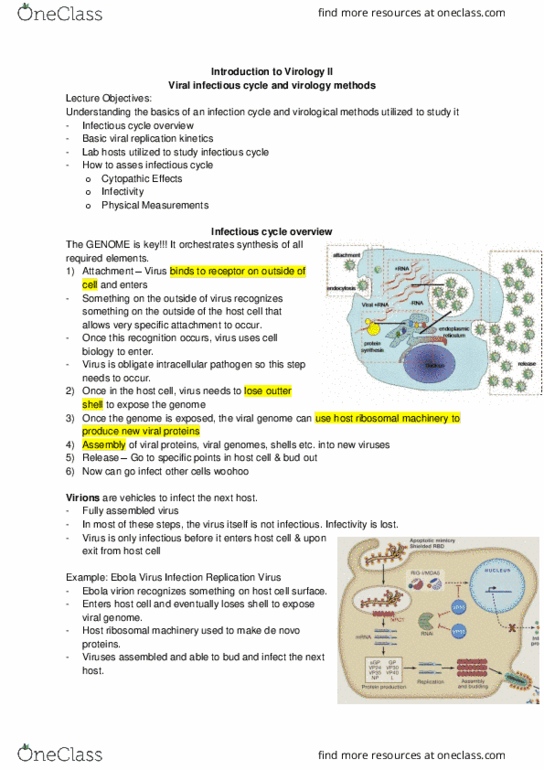 Microbiology and Immunology 2500A/B Lecture Notes - Lecture 25: Green Fluorescent Protein, Multinucleate, Measles Virus thumbnail