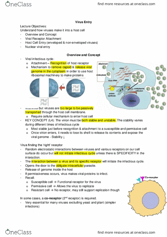 Microbiology and Immunology 2500A/B Lecture Notes - Lecture 21: Measles, Membrane Fusion Protein, Cd46 thumbnail