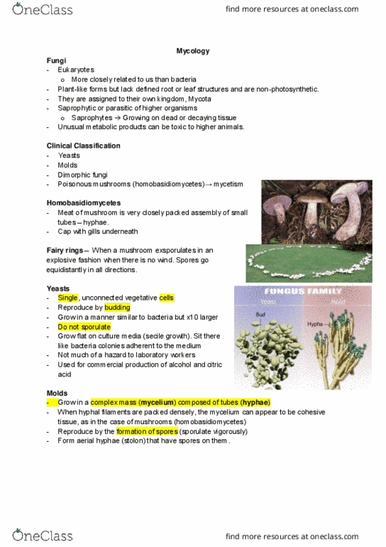 Microbiology and Immunology 2500A/B Lecture Notes - Lecture 30: Cryptococcus Neoformans, Aspergillus Fumigatus, Allergic Bronchopulmonary Aspergillosis thumbnail