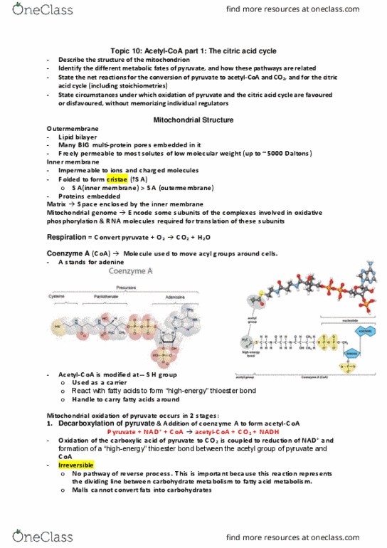 Biochemistry 2280A Lecture Notes - Lecture 10: Decarboxylation, Pyruvate Dehydrogenase Complex, Thioester thumbnail