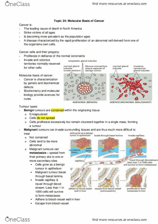 Biochemistry 2280A Lecture Notes - Lecture 24: Benign Tumor, Basal Lamina, Xeroderma Pigmentosum thumbnail