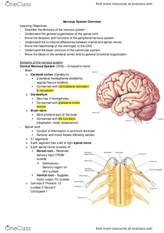 Physiology 2130 Lecture Notes - Lecture 3: Central Nervous System, Primary Motor Cortex, Visual Acuity thumbnail