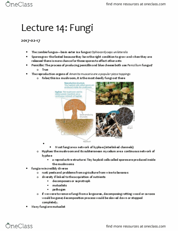 BIO153H5 Lecture Notes - Lecture 14: Ophiocordyceps Unilateralis, Blue Cheese, Saprotrophic Nutrition thumbnail