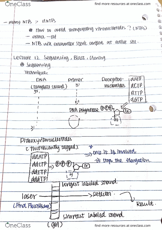 BIOCHEM 275 Lecture 12: Sequencing, Cloning & BLAST thumbnail