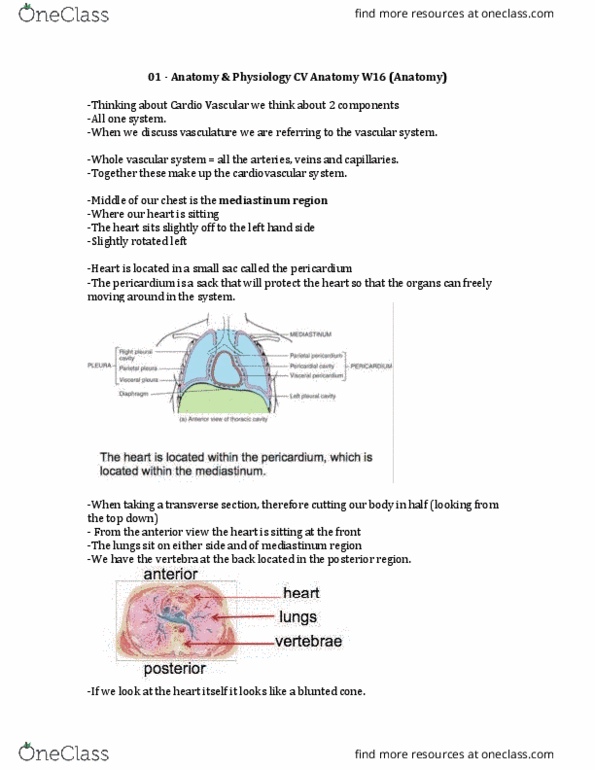 HTHSCI 1H06 Lecture Notes - Lecture 1: Anterior Interventricular Branch Of Left Coronary Artery, Superior Vena Cava, Coronary Sinus thumbnail