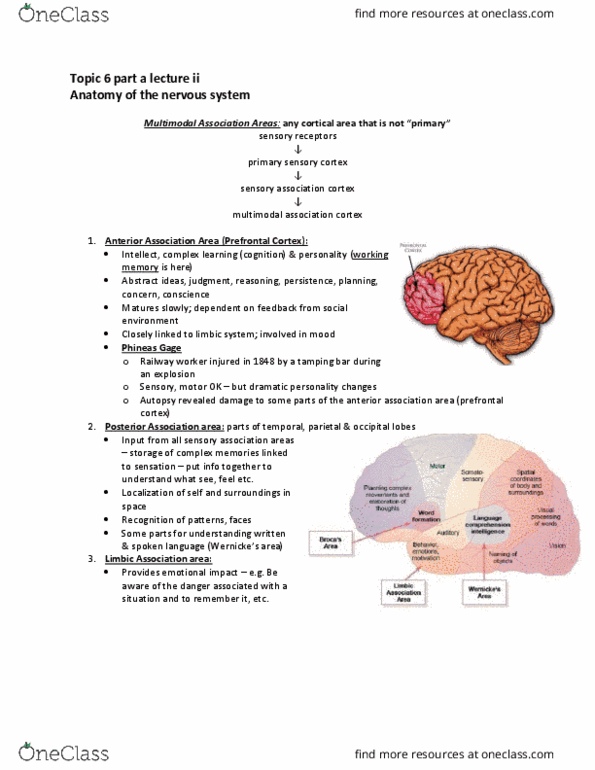 ANP 1106 Lecture Notes - Lecture 11: Substantia Nigra, Postcentral Gyrus, Prefrontal Cortex thumbnail