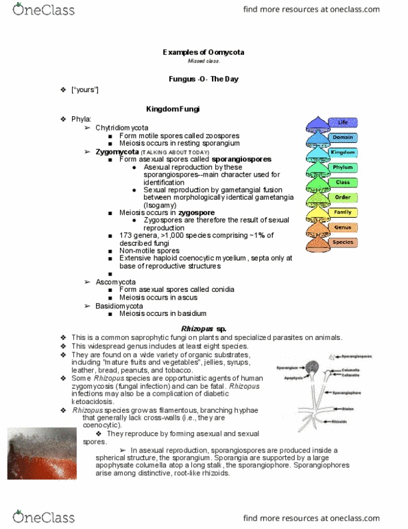 PLNTPTH 2000 Lecture Notes - Lecture 6: Rhizopus, Zygomycosis, Zygospore thumbnail