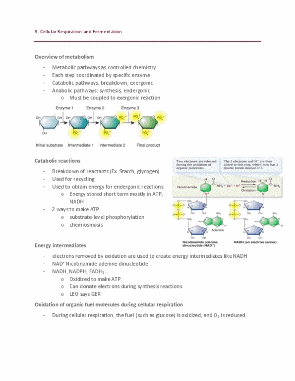 BIOL 102 Lecture 9: Chapter 9 Biology Lecture notes thumbnail