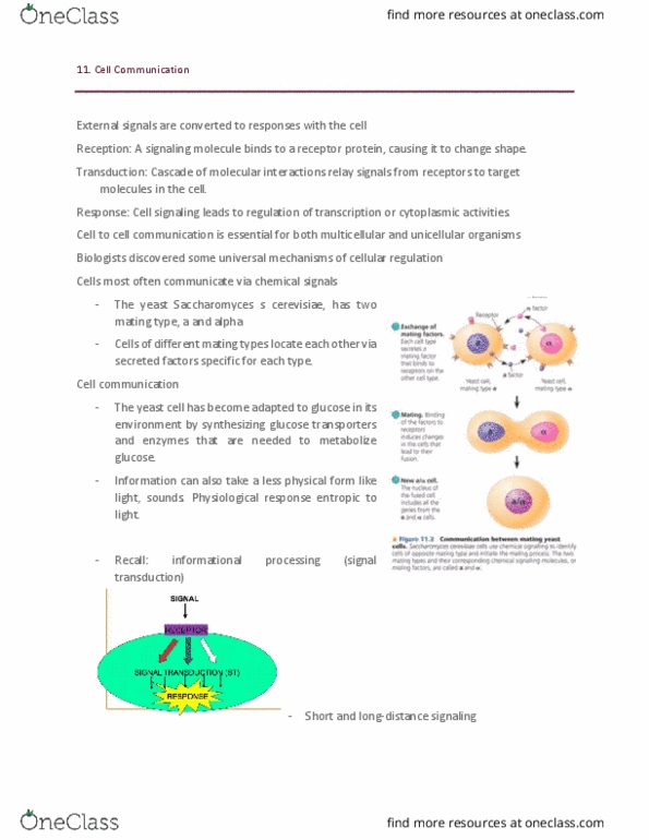 BIOL 102 Lecture Notes - Lecture 11: Phosphorylation, Molecular Switch, Adenylyl Cyclase thumbnail