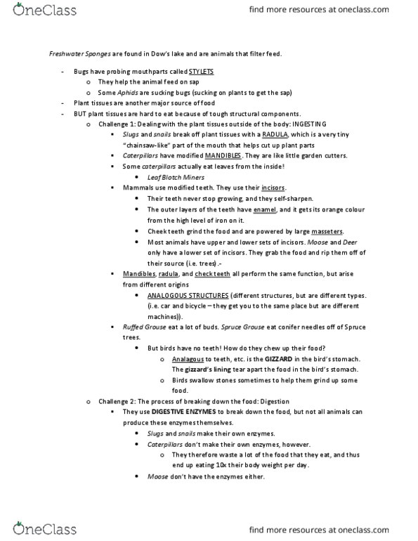 BIOL 1902 Lecture Notes - Lecture 12: Pipreola, Cecum, Spruce Grouse thumbnail