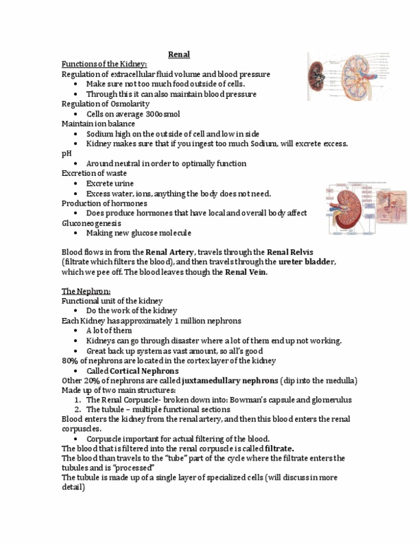 Physiology 1021 Lecture Notes - Collecting Duct System, Angiotensin, Homeostasis thumbnail