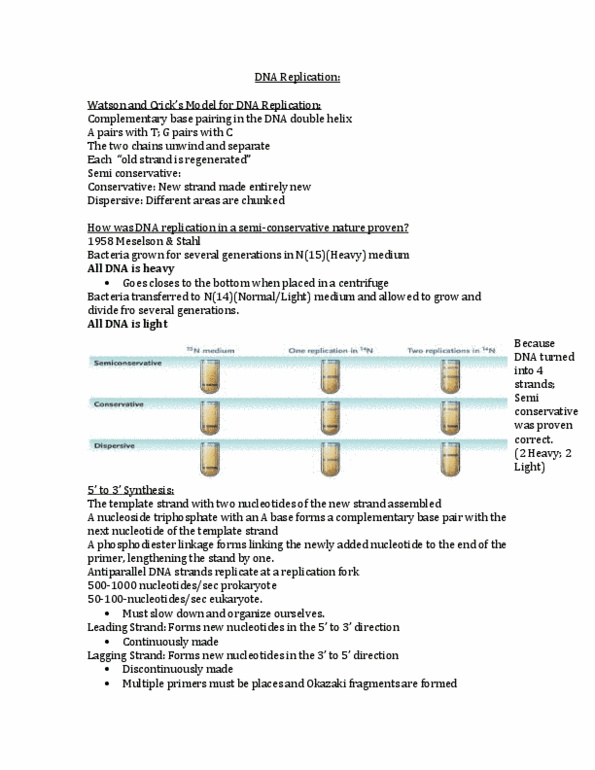 Biology 1202B Lecture Notes - Chromosome, Deoxyribonuclease, Telomere thumbnail