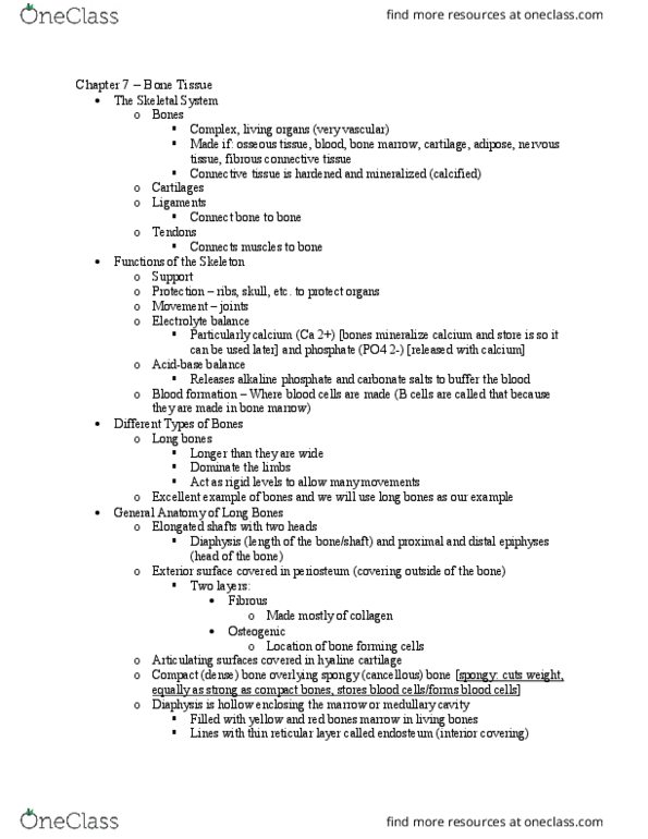 BIOL 2010 Lecture Notes - Lecture 7: Multinucleate, Collagen, Osteocalcin thumbnail