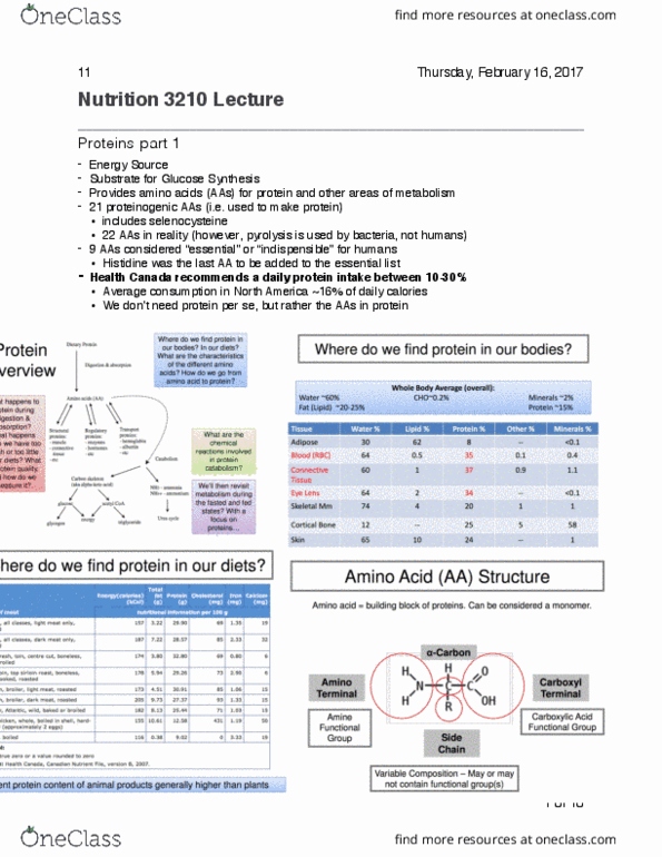 NUTR 3210 Lecture Notes - Lecture 11: High-Protein Diet, Nutrient, Nitrogen Balance thumbnail