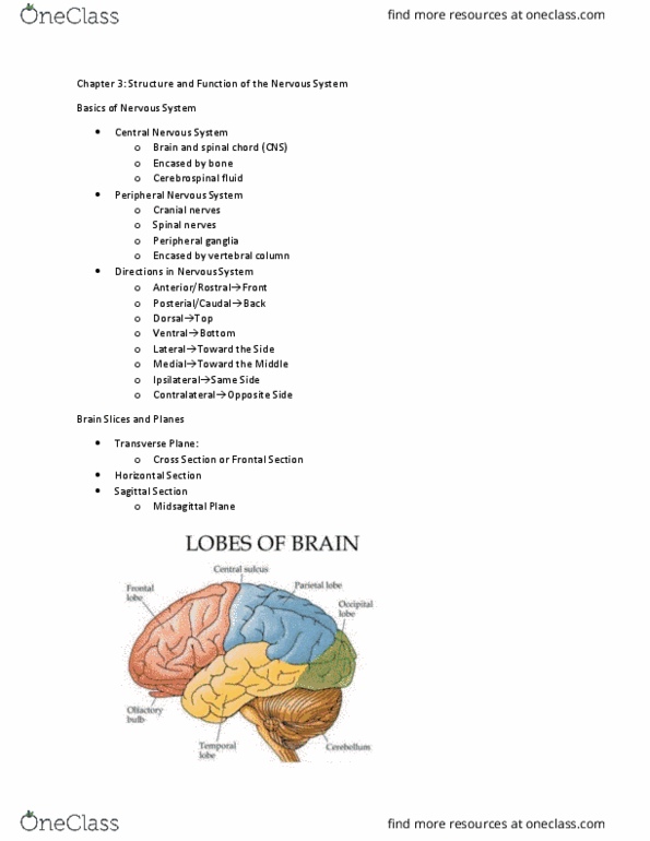 PSB 3002 Lecture Notes - Lecture 3: Pituitary Gland, Optic Nerve, Ventral Root Of Spinal Nerve thumbnail