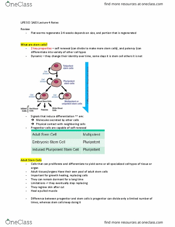 LIFESCI 2A03 Lecture Notes - Lecture 4: Somatic Cell Nuclear Transfer, Mesoderm, Inner Cell Mass thumbnail