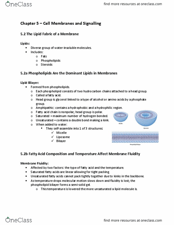 Biology 1002B Chapter Notes - Chapter 5: Signal Transduction, Cell Membrane, Cytoskeleton thumbnail