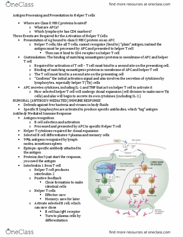 PNB 2265 Lecture Notes - Lecture 16: Immunosuppression, Natural Killer Cell, Rheumatoid Arthritis thumbnail