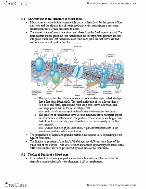 Biology 1002B Chapter Notes - Chapter 5.1 - 5.4: Facilitated Diffusion, Passive Transport, Peripheral Membrane Protein thumbnail