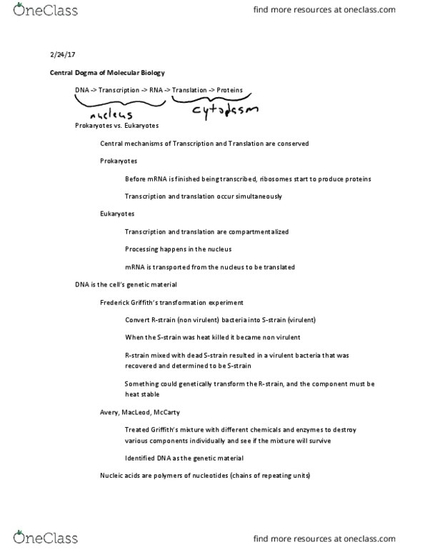 Biology And Biomedical Sciences BIOL 2960 Lecture Notes - Lecture 16: Cytosine, Thymine, Phosphodiester Bond thumbnail