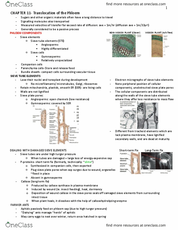 BIOL 341 Lecture Notes - Lecture 11: Symporter, Cw Complex, Starch thumbnail