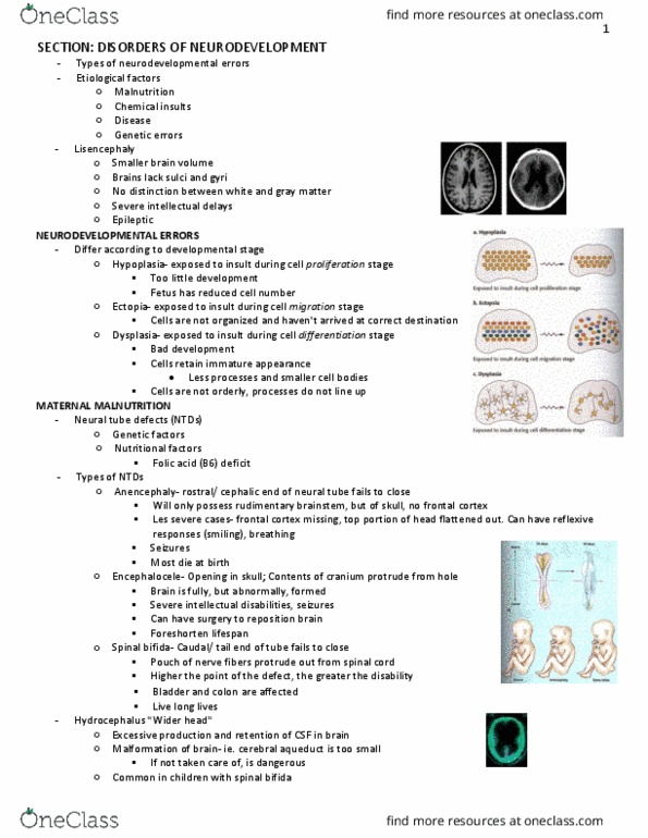 PSYC 370 Lecture Notes - Lecture 3: Oxidative Stress, Synaptic Pruning, Synaptogenesis thumbnail