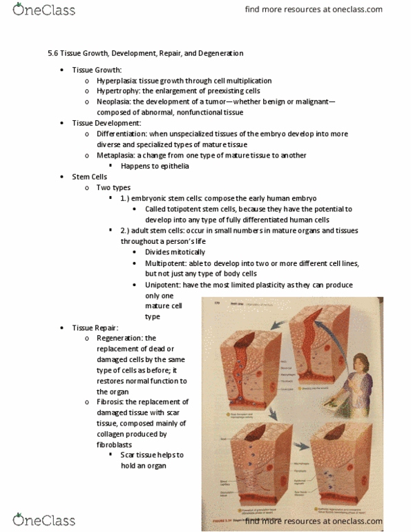BIOL 260 Chapter Notes - Chapter 5.6: Cardiac Muscle, Fibroblast, Pressure Ulcer thumbnail