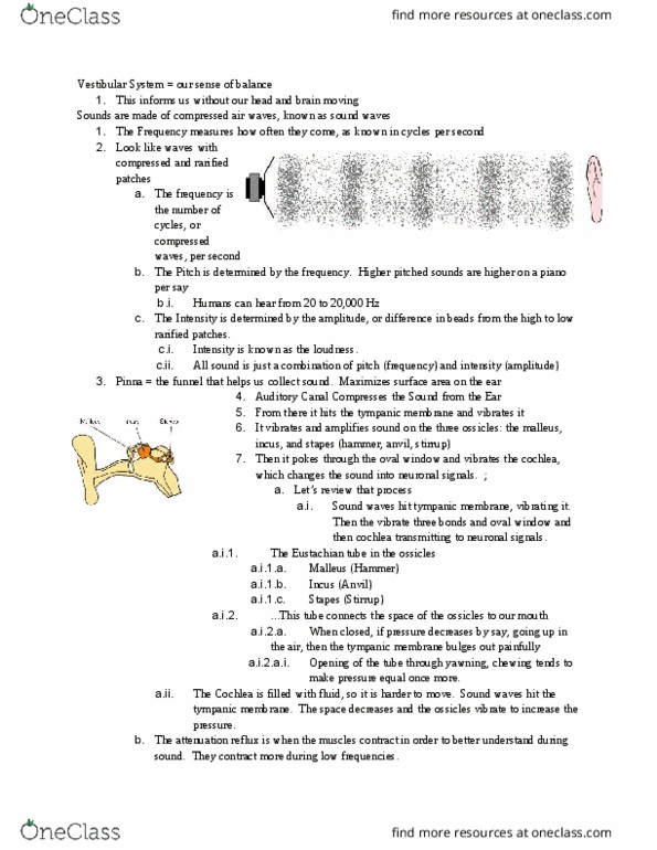 NSC-2201 Lecture Notes - Lecture 11: Eustachian Tube, Oval Window, Vestibular Membrane thumbnail