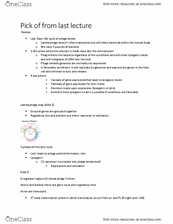 BIO 3170 Lecture Notes - Lecture 10: Lytic Cycle, London Academy Of Music And Dramatic Art, Antitermination thumbnail