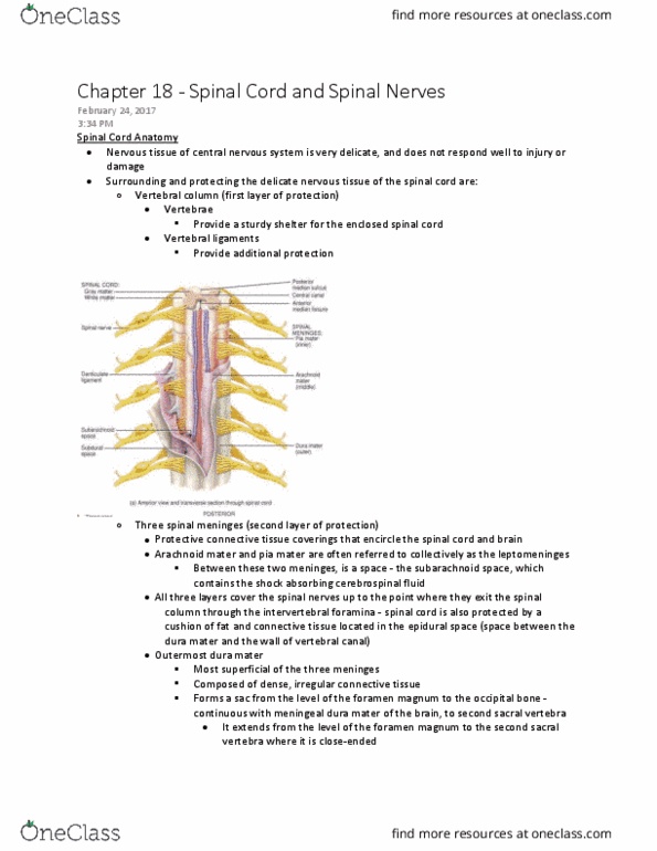ANAT 1010 Chapter Notes - Chapter 18: Axilla, Upper Trunk, Perineum thumbnail