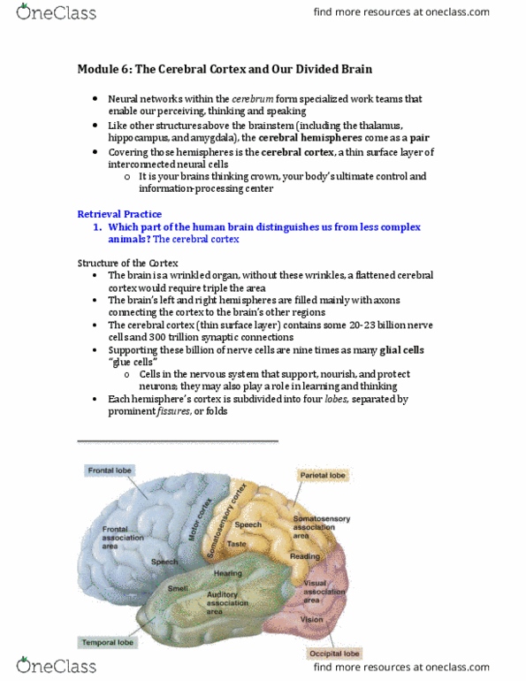 PSYC 1000 Chapter Notes - Chapter 6: Peripheral Vision, Corpus Callosum, Abstraction thumbnail