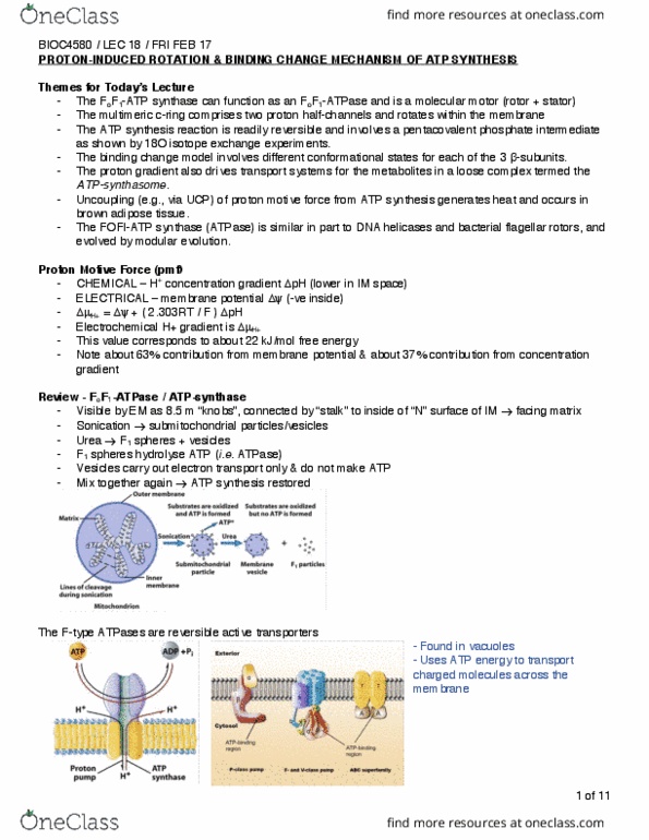 BIOC 4580 Lecture Notes - Lecture 18: Lipid Bilayer, Antiporter, Archaea thumbnail
