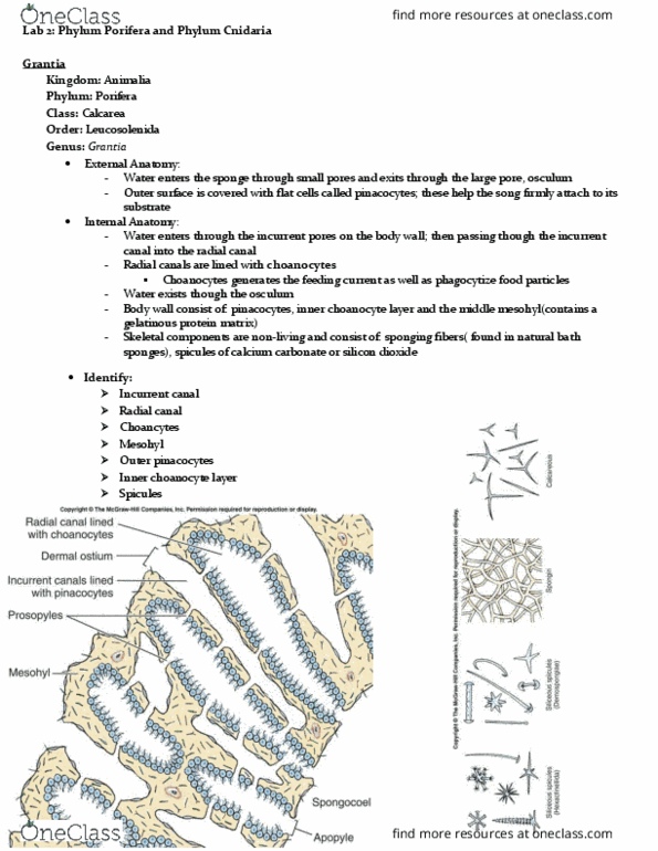 BIOL 2030 Chapter Notes - Chapter 2: Pharynx, Dugesia, Gastrointestinal Tract thumbnail