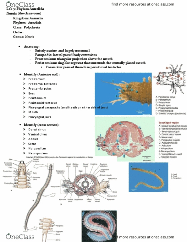 BIOL 2030 Chapter Notes - Chapter 5: Connective Tissue, Nephridium, Leech thumbnail