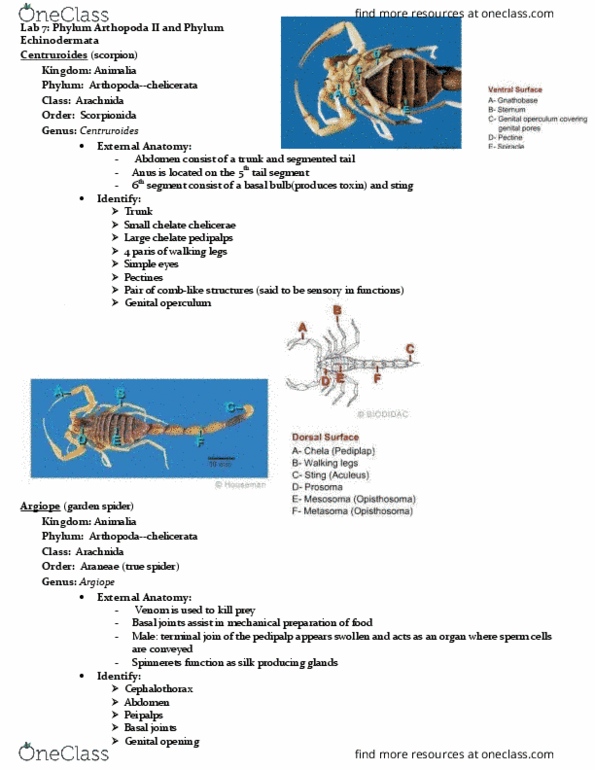 BIOL 2030 Chapter Notes - Chapter 7: Acorn Worm, Molgula, Tunicate thumbnail