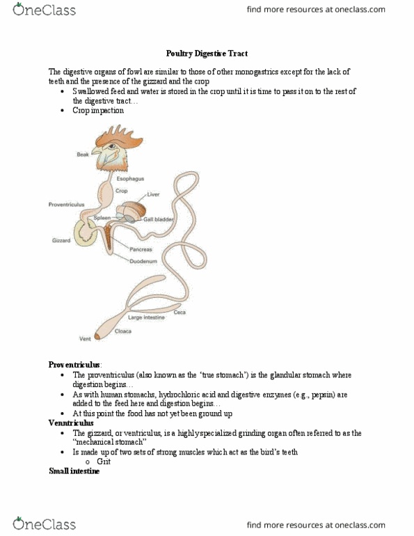 ANSI 1124 Lecture Notes - Lecture 16: Cecum, Cloaca, Duodenum thumbnail