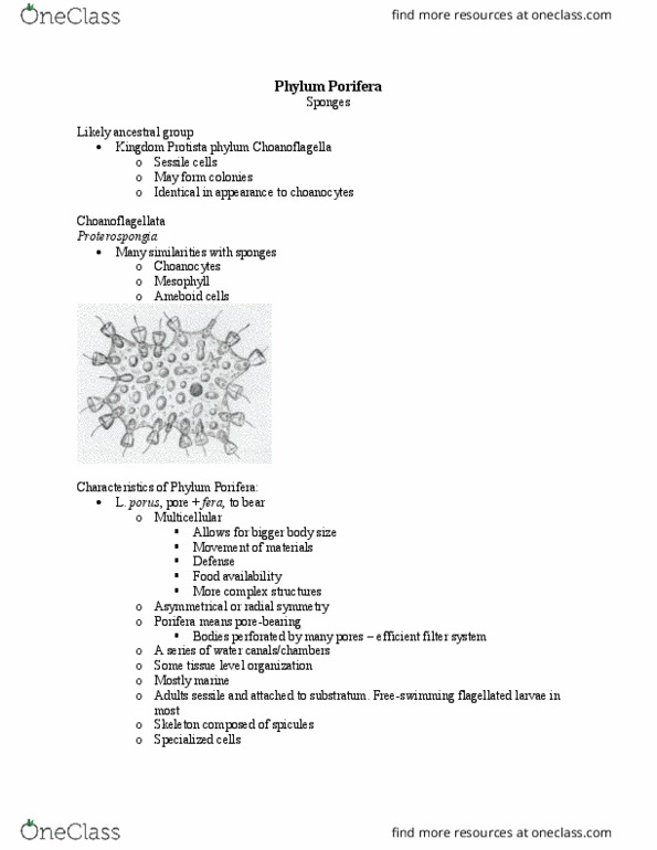 BIOL 1604 Lecture Notes - Lecture 6: Collagen, Phagocytosis, Calcium Carbonate thumbnail
