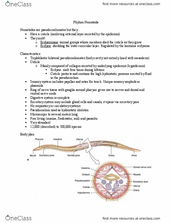 BIOL 1604 Lecture Notes - Lecture 11: Enzyme, Pinworm Infection, Wuchereria Bancrofti thumbnail