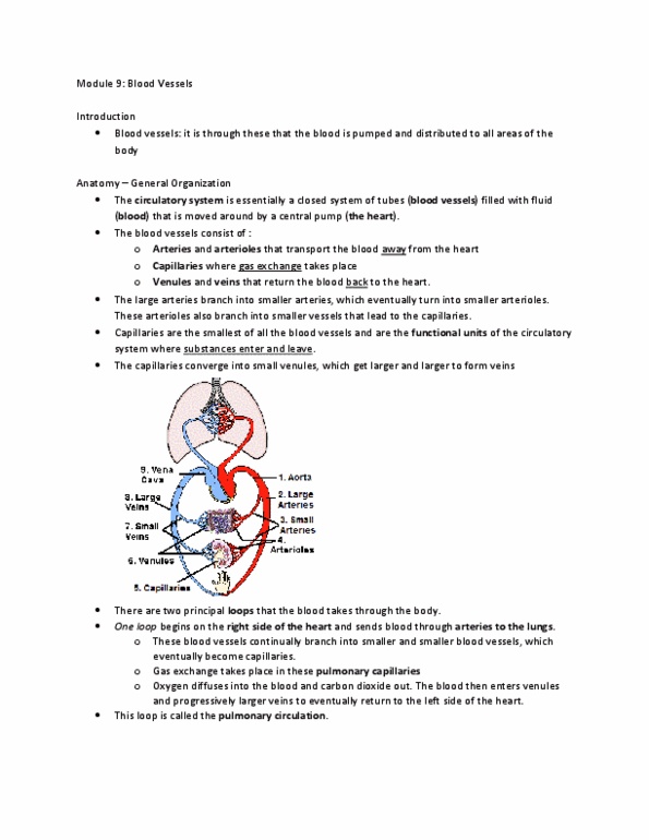 Physiology 2130 Lecture Notes - Blood Vessel, Pulmonary Circulation, Theca Interna thumbnail