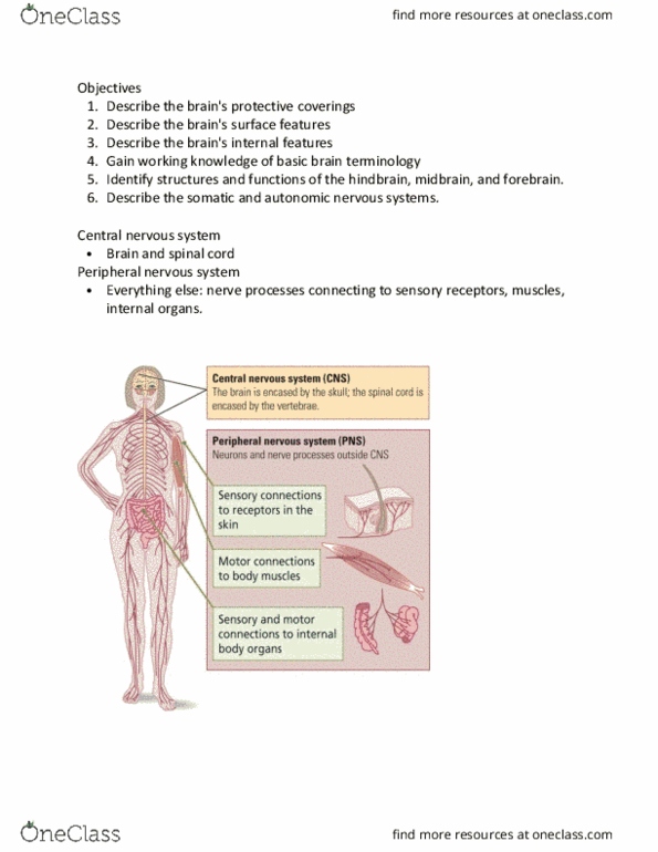 NEUR 2200 Lecture Notes - Lecture 2: Blurred Vision, Dorsolateral Prefrontal Cortex, White Matter thumbnail