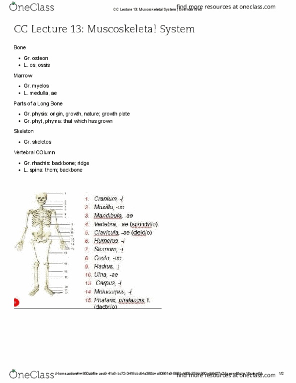 C C 306M Lecture Notes - Lecture 13: Cartilage thumbnail