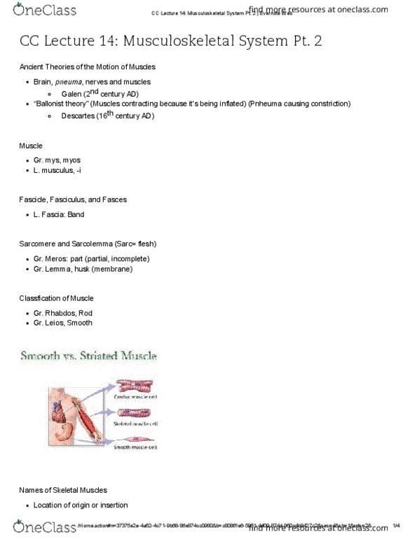 C C 306M Lecture Notes - Lecture 14: Supinator Muscle, Deltoid Muscle, Rhomboid Muscles thumbnail