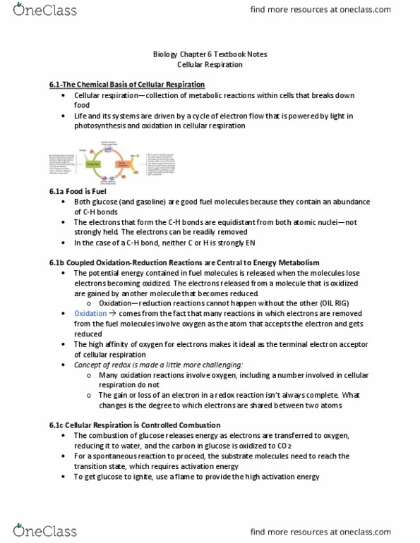 Biology 1202B Chapter Notes - Chapter 6: Cytochrome C, Atp Synthase, Chemiosmosis thumbnail
