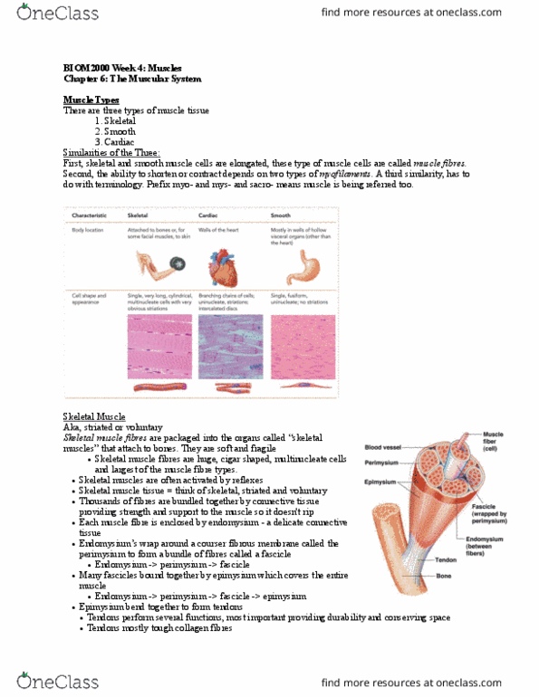 BIOM 2000 Lecture Notes - Lecture 4: Tetanus, Pyruvic Acid, Phosphocreatine thumbnail