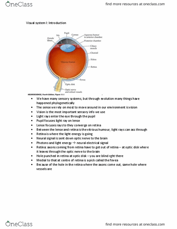 NSCI 324 Lecture Notes - Lecture 11: Horizontal Integration, Ion, Color Vision thumbnail