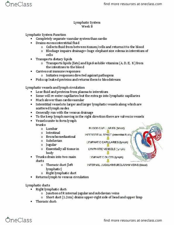 Anatomy and Cell Biology 2221 Lecture Notes - Lecture 8: Axilla, White Pulp, Macrophage thumbnail